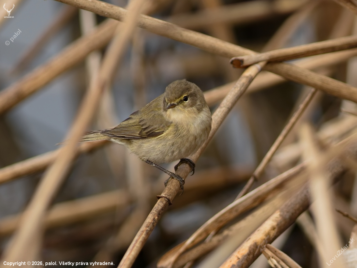 Kolibiarik čipčavý
