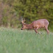 Na paši