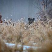 Taka malá mašurka :)