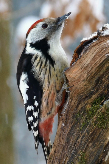 Strakapoud prostřední