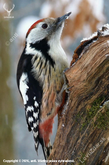 Strakapoud prostřední