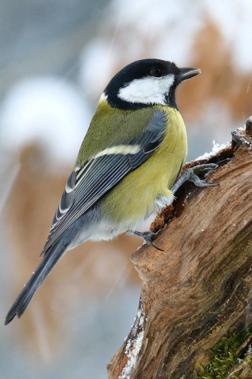 od lesního krmítka