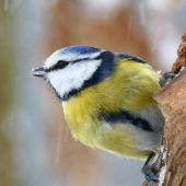 od lesního krmítka