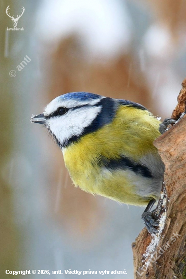 od lesního krmítka