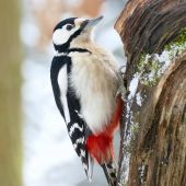 od lesního krmítka