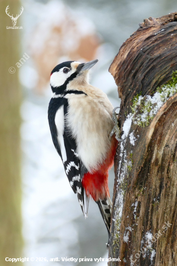 od lesního krmítka