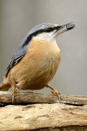 od lesního krmítka