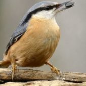 od lesního krmítka