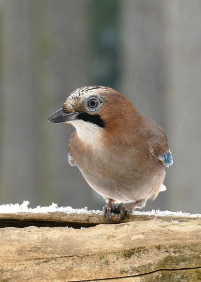 od lesního krmítka