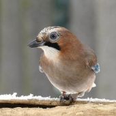 od lesního krmítka