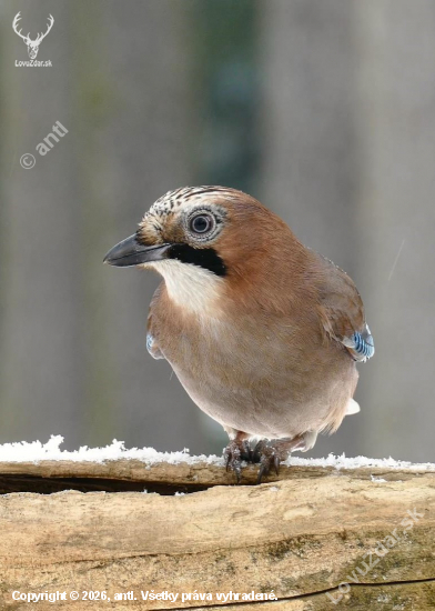 od lesního krmítka