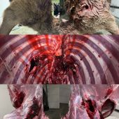 8,5x55 Nosler Accubond