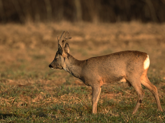 Zamračený starý pán.