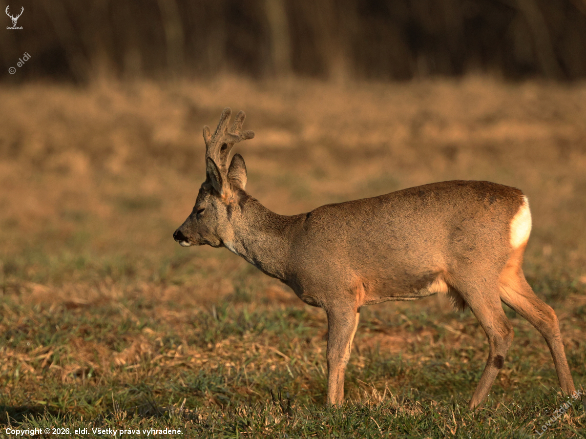 Zamračený starý pán.