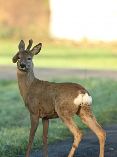 Velikonoční rarita.
