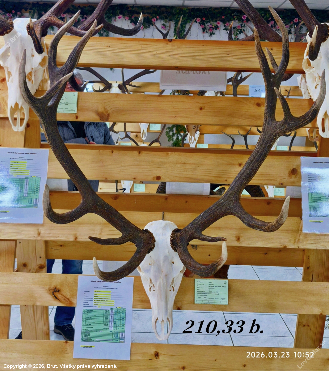 Chovateľská prehliadka trofejí poľovníckej sezóny 2025/2026-Poprad.