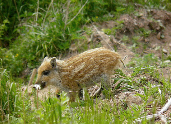 Prasiatko.