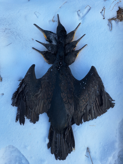 Sedemhlavý drak ????