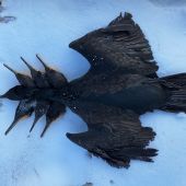 Sedemhlavý drak ????