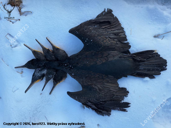 Sedemhlavý drak ????