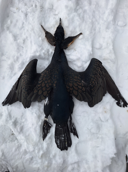 Tento priletel z Estónska