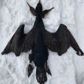 Tento priletel z Estónska