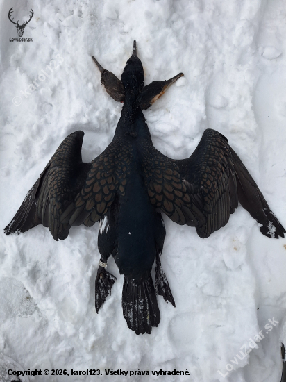 Tento priletel z Estónska