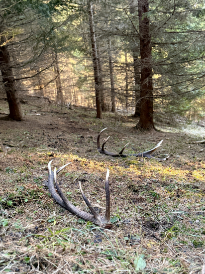 ~Na jelením chodníčku~