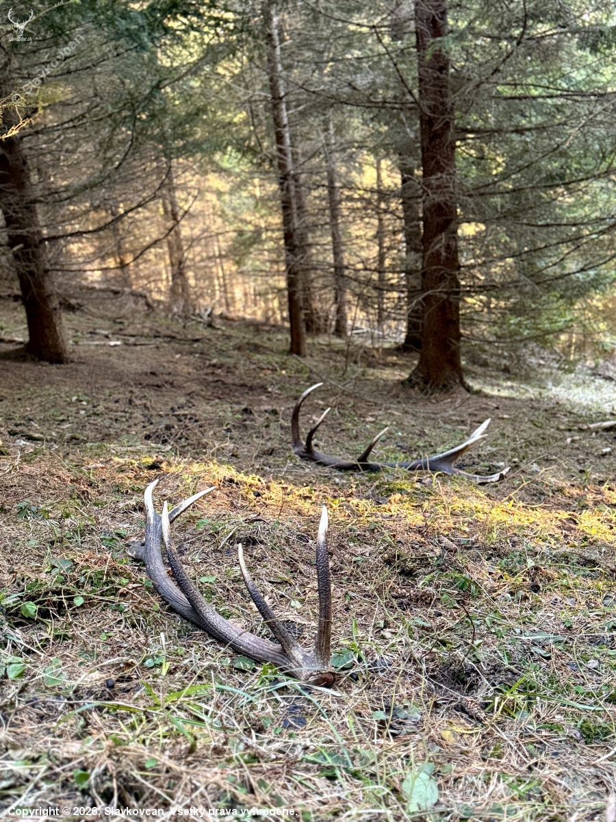 ~Na jelením chodníčku~