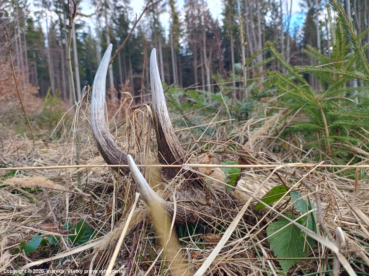 Na starom rúbanisku...