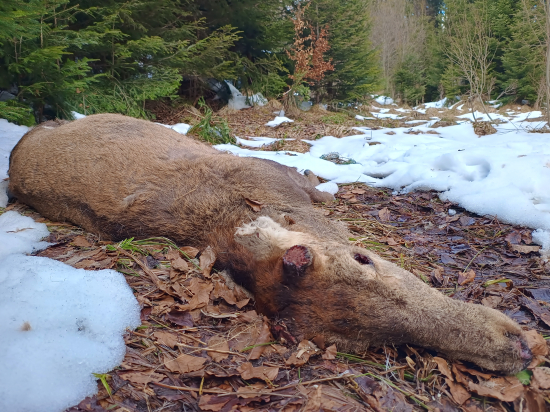 Smrť chodí po horách...