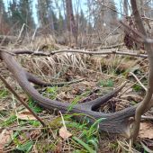 Krásavec...