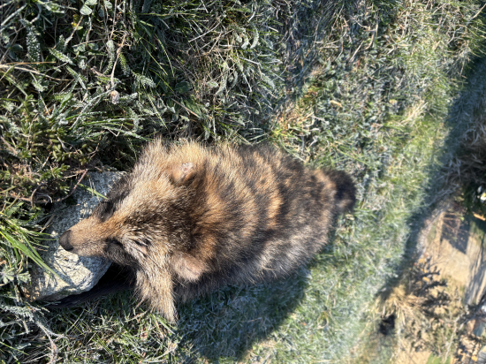 Psík Medvedikovitý