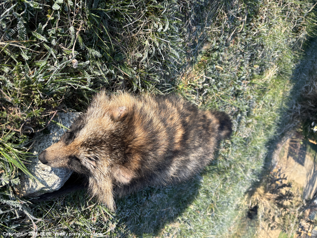 Psík Medvedikovitý