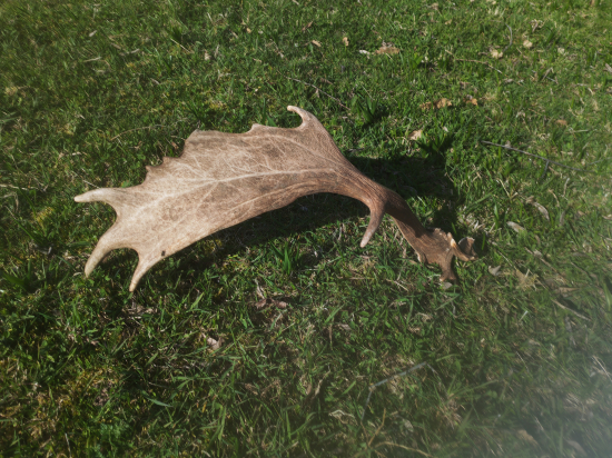 Dobrá lopata s raritkou