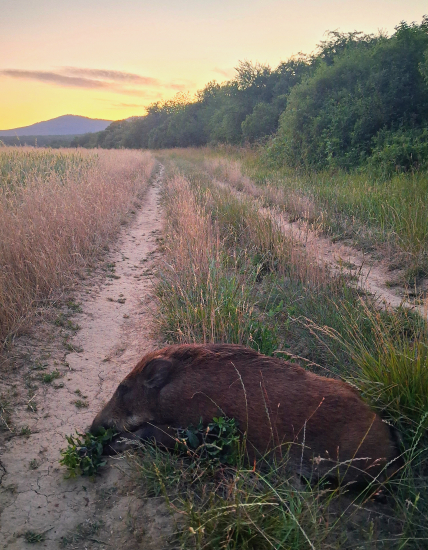 Keď slnko zapadá