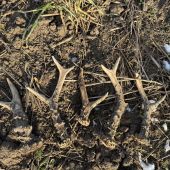 Dlho sa tak nedarilo