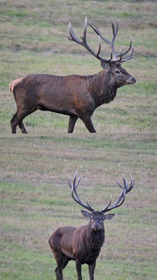 Ruja