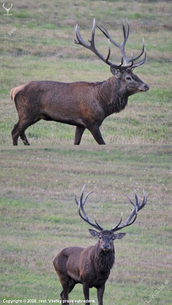 Ruja