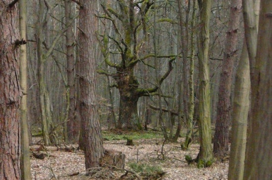 Kráľ lesa