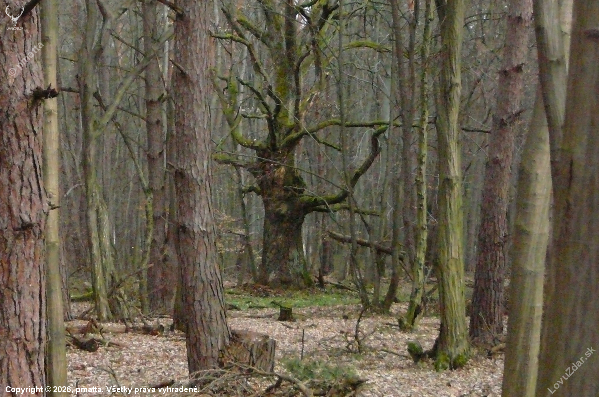 Kráľ lesa