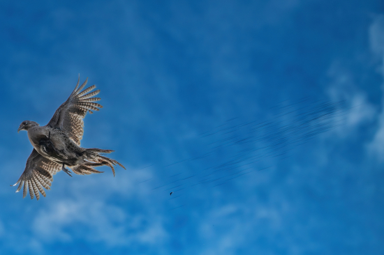 Broky, čo hľadajú cieľ