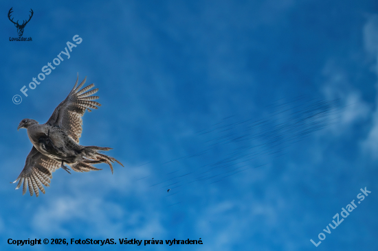 Broky, čo hľadajú cieľ