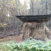 Seničok