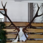Kráľ