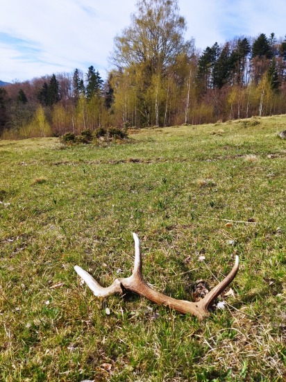 Raritka
