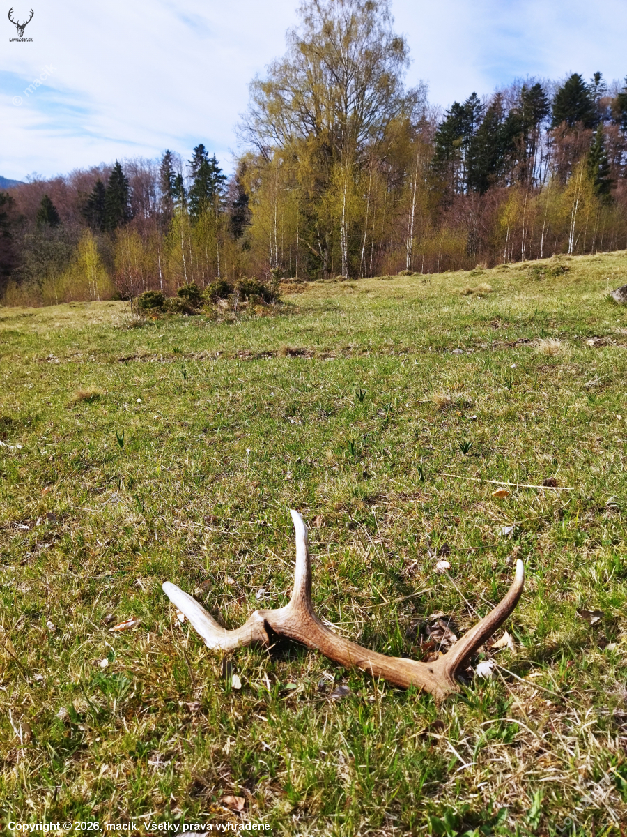 Raritka