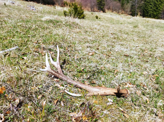 Kamarátov