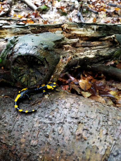 Salamandra