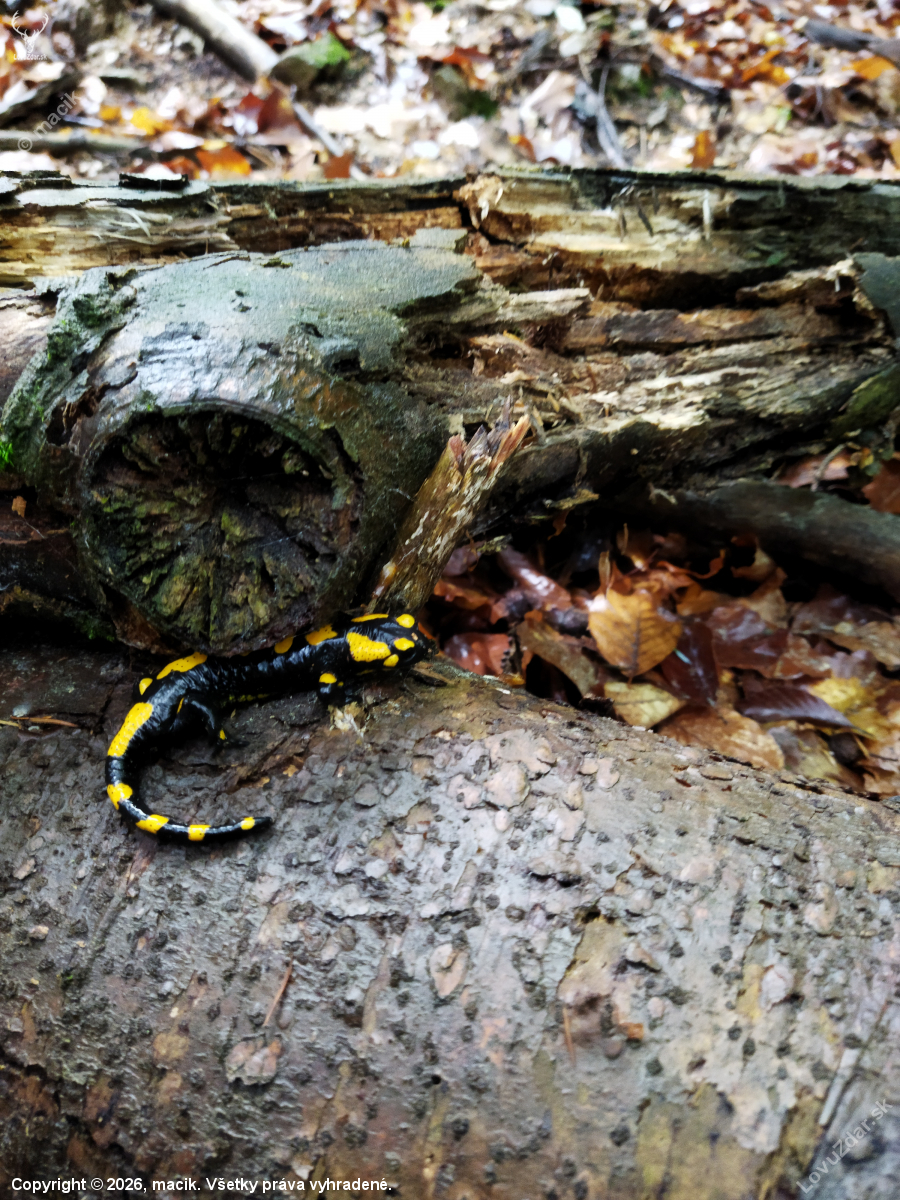 Salamandra